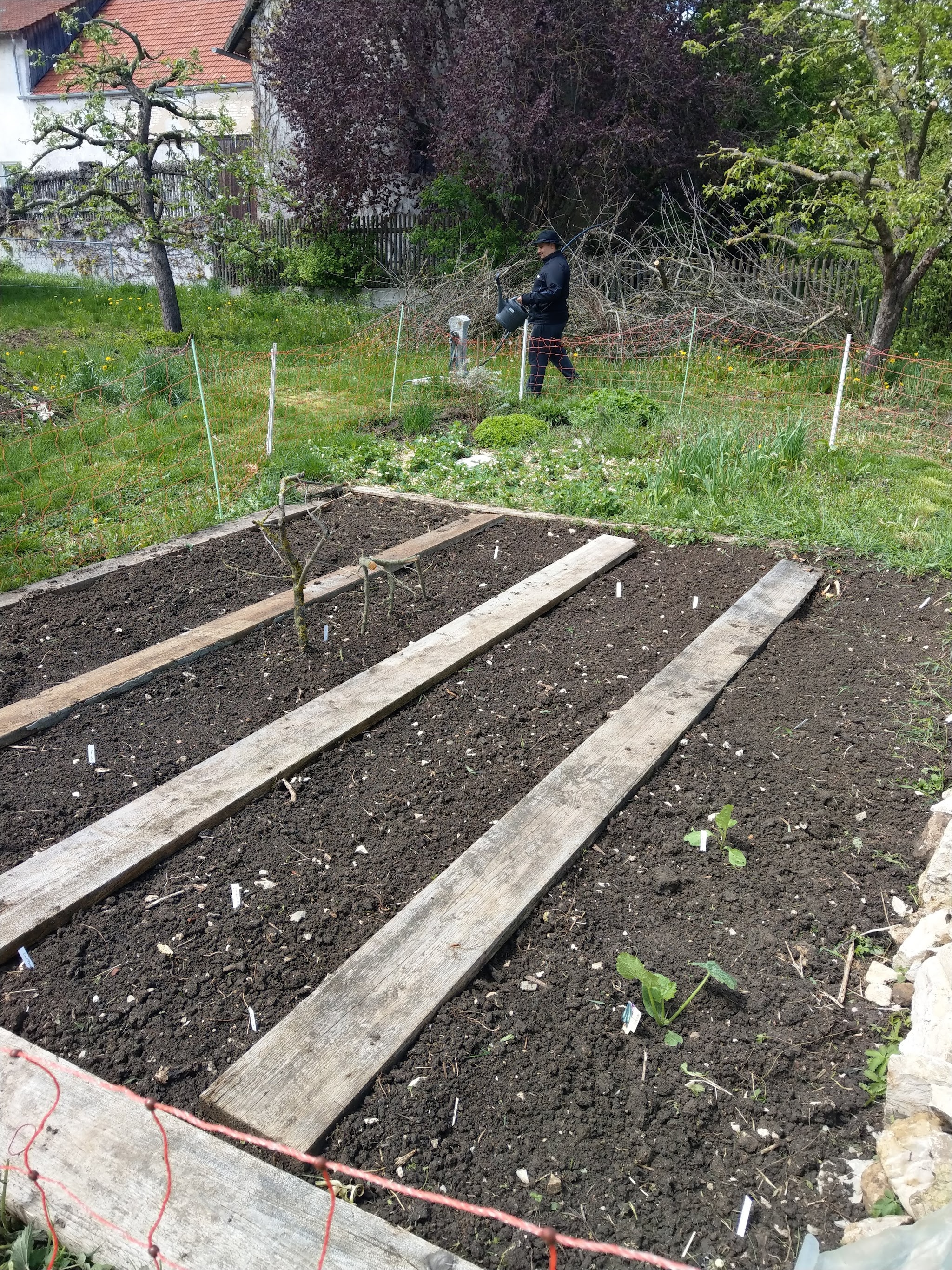 Freilaufende Hühner