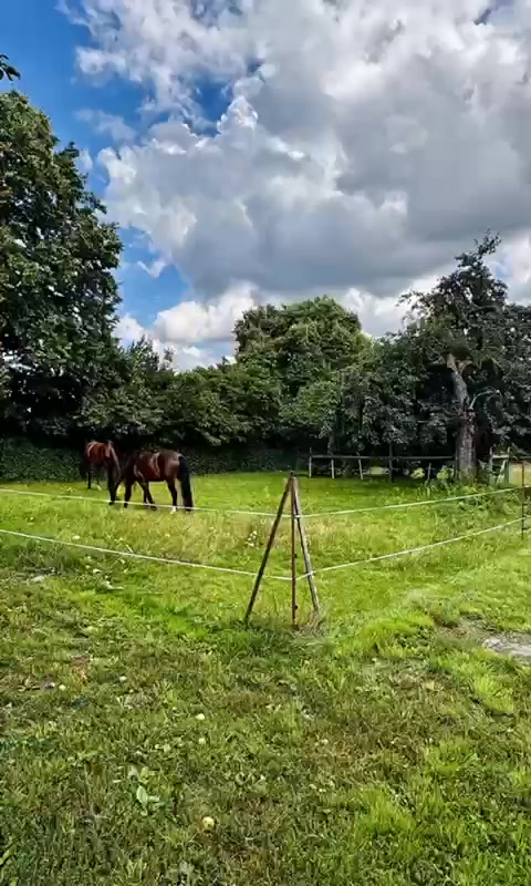 Pferde auf der Koppel