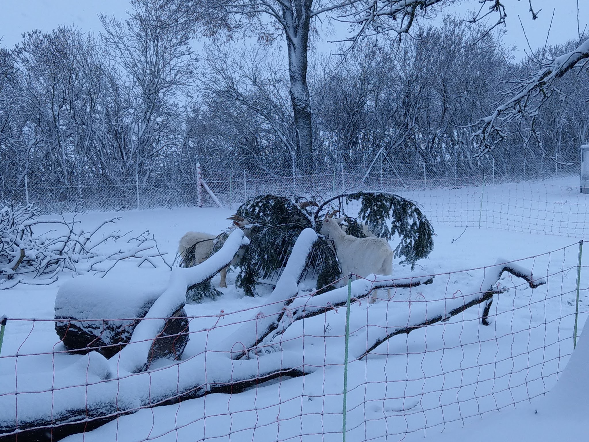 Verschneite Weide mit Tieren