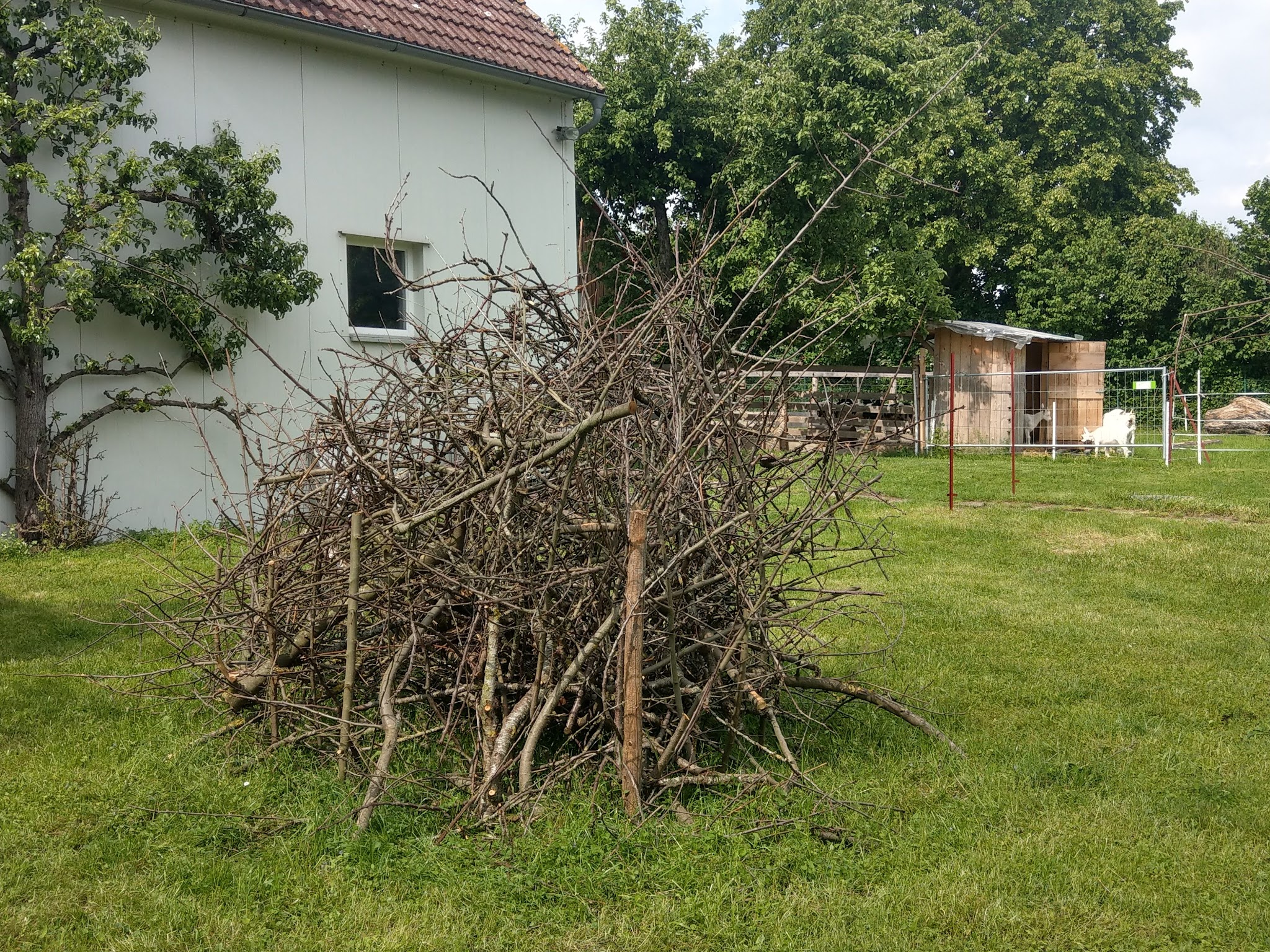 Ziegen laufen auf der Weide